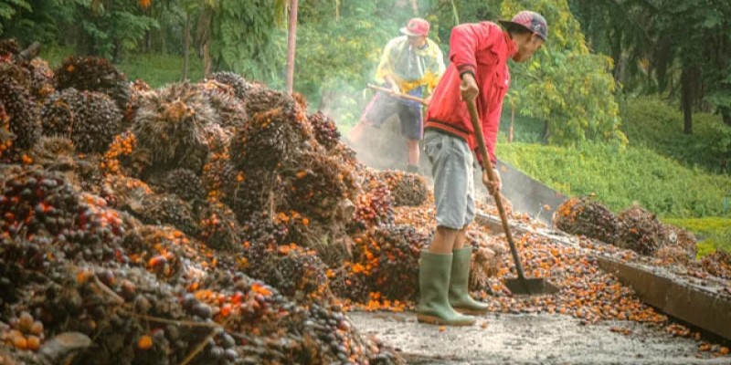 Harga Sawit di Sumatera Utara Naik Signifikan pada Awal April 2026