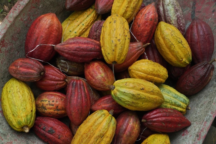 Lonjakan Produksi Kakao 2026 Pacu Hilirisasi Dan Kesejahteraan Petani