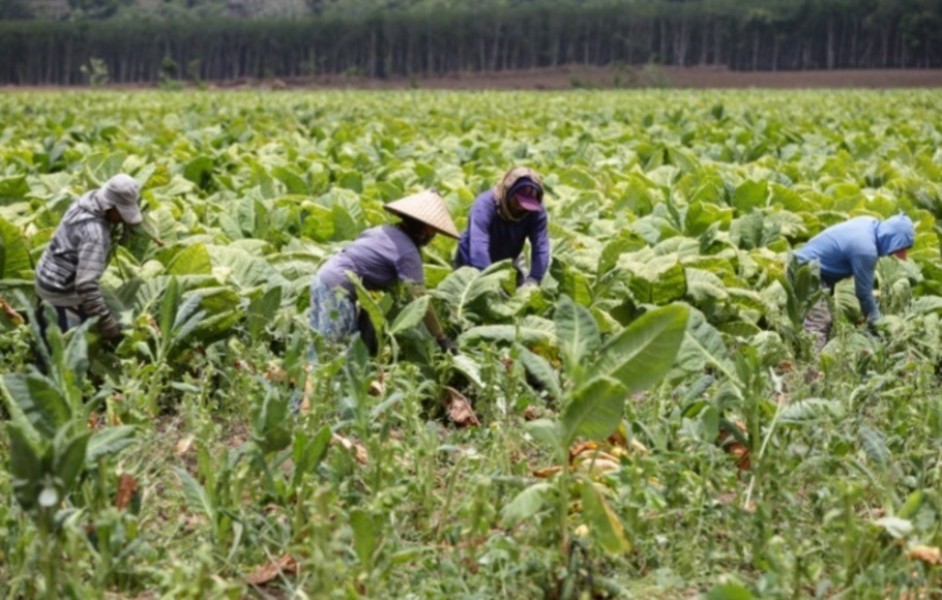 Asosiasi Petani Jember Desak Perlindungan Pemerintah Terhadap Sektor Tembakau Ancaman Kebijakan