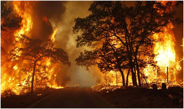 12 Dampak Kebakaran Hutan yang Penting untuk Diwaspadai
