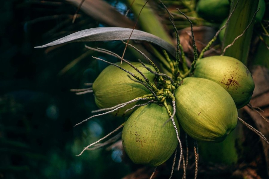 Pemerintah Matangkan Hilirisasi Kelapa Untuk Dorong Kesejahteraan Petani