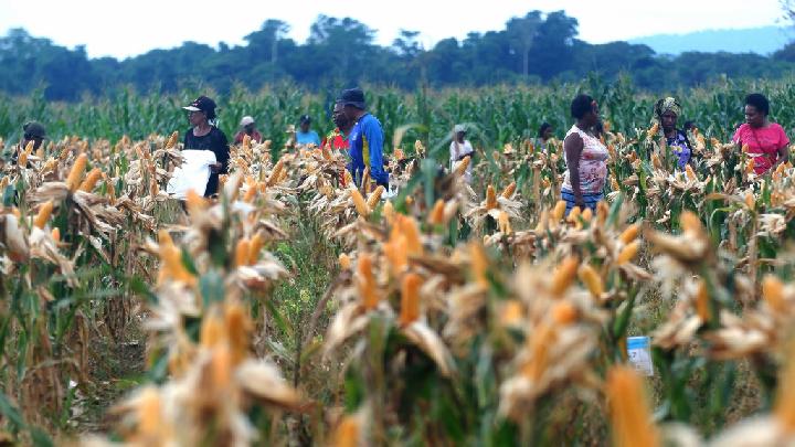 Mentan Amran Sulaiman dan Dukungan Sri Mulyani: Proyek Food Estate di Merauke Menjadi Lumbung Pangan Dunia