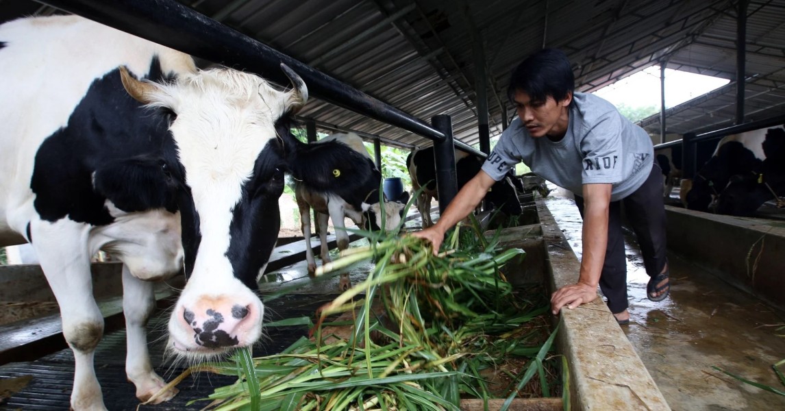 Peluang Usaha Peternakan Anak Muda Menjanjikan di Era Modern