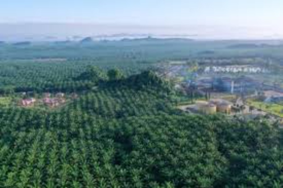 BWPT Divestasi Aset Kebun Sawit di Kalbar Senilai Rp296,8 Miliar