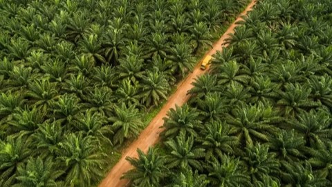 Penataan Hutan Jadi Kunci Tata Kelola Sawit Nasional