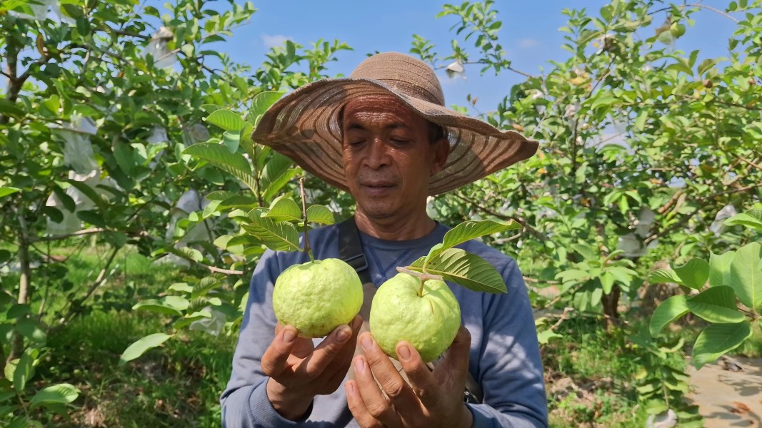 Petani Tulungagung Sukses Kembangkan Jambu Kristal Jumbo Manis