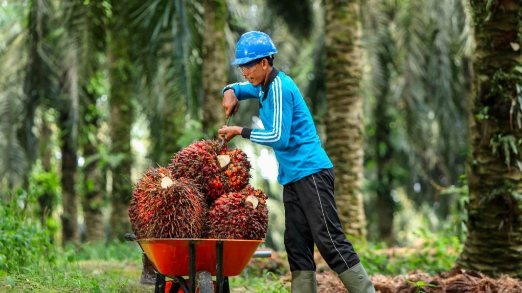 Minyak Sawit Dunia Alami Penurunan, Ketidakpastian Ekonomi Global Jadi Pemicu