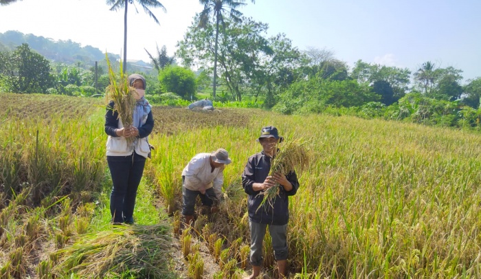 PVTPP Tingkatkan Layanan Digital Perizinan Pertanian Demi Kepuasan Publik