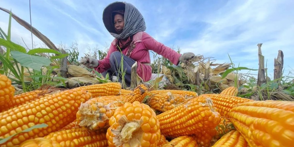 Pemerintah Perkuat Stok Jagung Nasional Lewat Kebijakan Inpres Terbaru