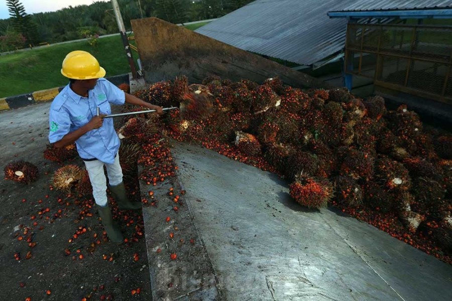 Harga CPO Tertekan Stok Melimpah, Investor Perlu Waspada Fluktuasi Harga CPO Tertekan Stok Melimpah, Investor Perlu Waspada Fluktuasi