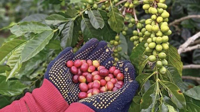 Harga Kopi Gayo Mencapai Rekor Tertinggi Sepanjang Sejarah