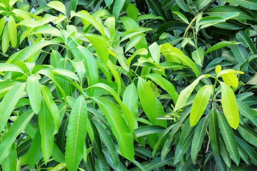 Manfaat Luar Biasa Daun Mangga untuk Menjaga Kesehatan Tubuh Secara Alami