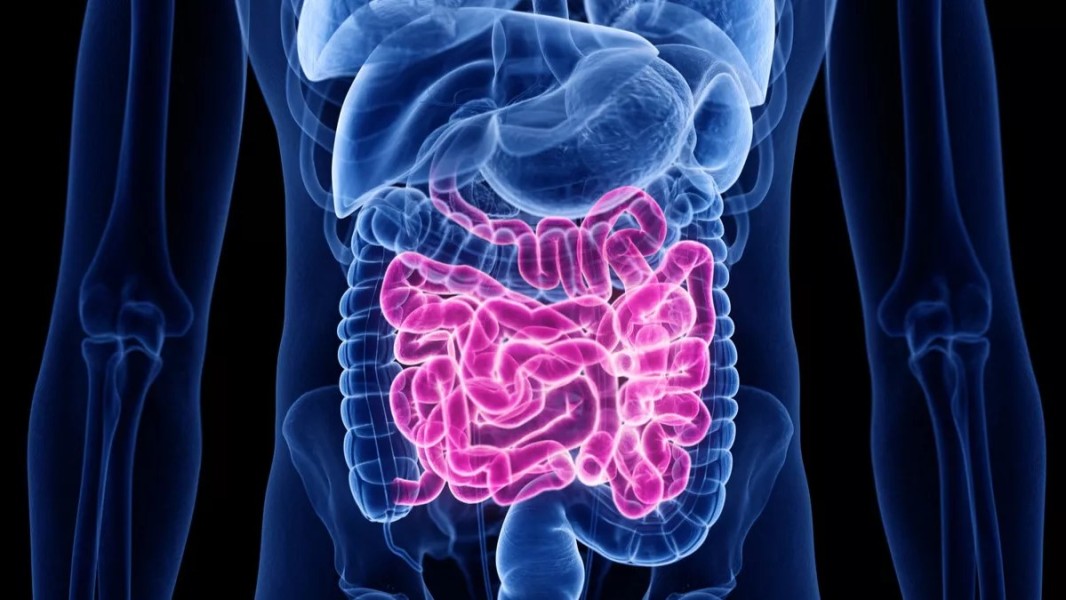 Pola Makan Sehari-hari Ternyata Berpengaruh Besar pada Kesehatan Usus Tubuh