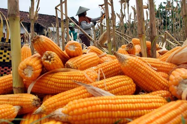 Bulog Siap Serap Jagung Polri Demi Swasembada Nasional