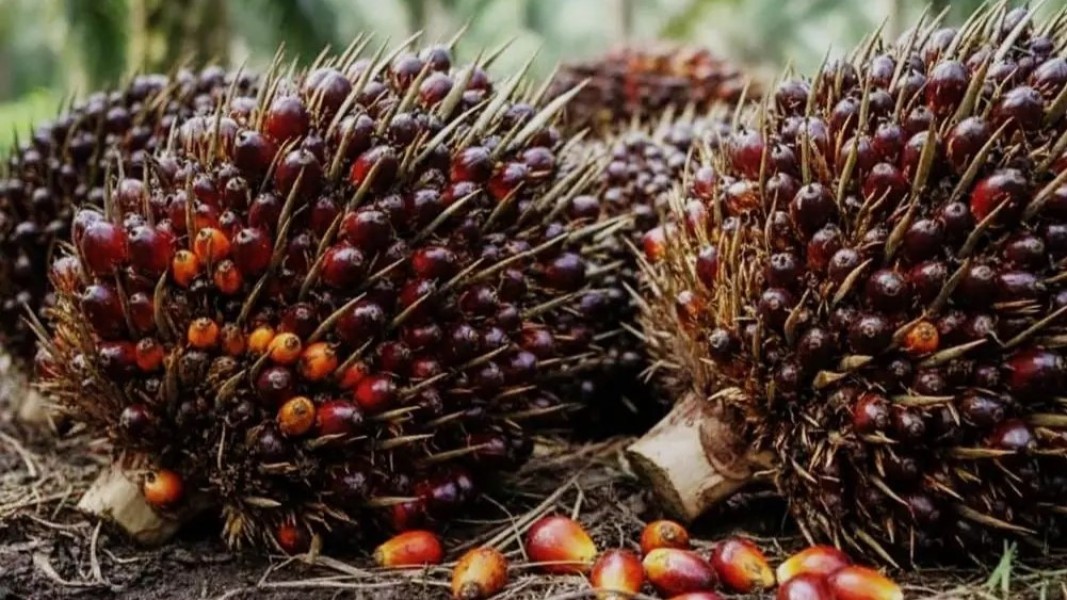 Penetapan Harga Sawit Riau Periode Desember 2025 Hingga Januari 2026