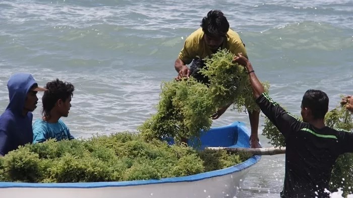 Investor Tertarik Rumput Laut dan Garam, Peluang Bisnis Menggiurkan di Indonesia