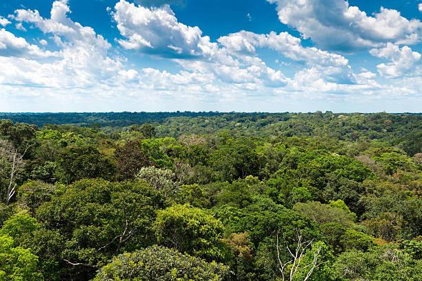 Wisata Liar Amazon, Eksotisme Alam Brasil