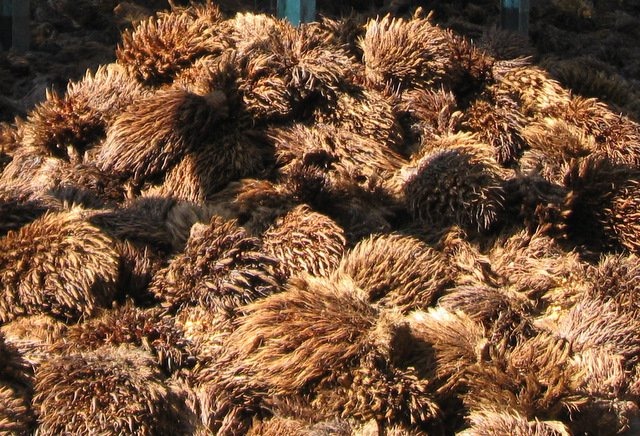 Pemanfaatan Limbah Kelapa Sawit Menjadi Energi Listrik Melalui Teknologi Boiler Biomassa 2026