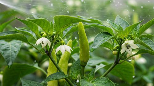 Simak 7 Langkah Tepat Mengatasi Bunga Cabai yang Membusuk saat Musim Hujan