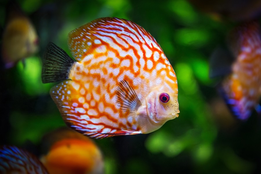 Apa Itu Ikan Discus: Asal Muasal hingga Serba-serbinya