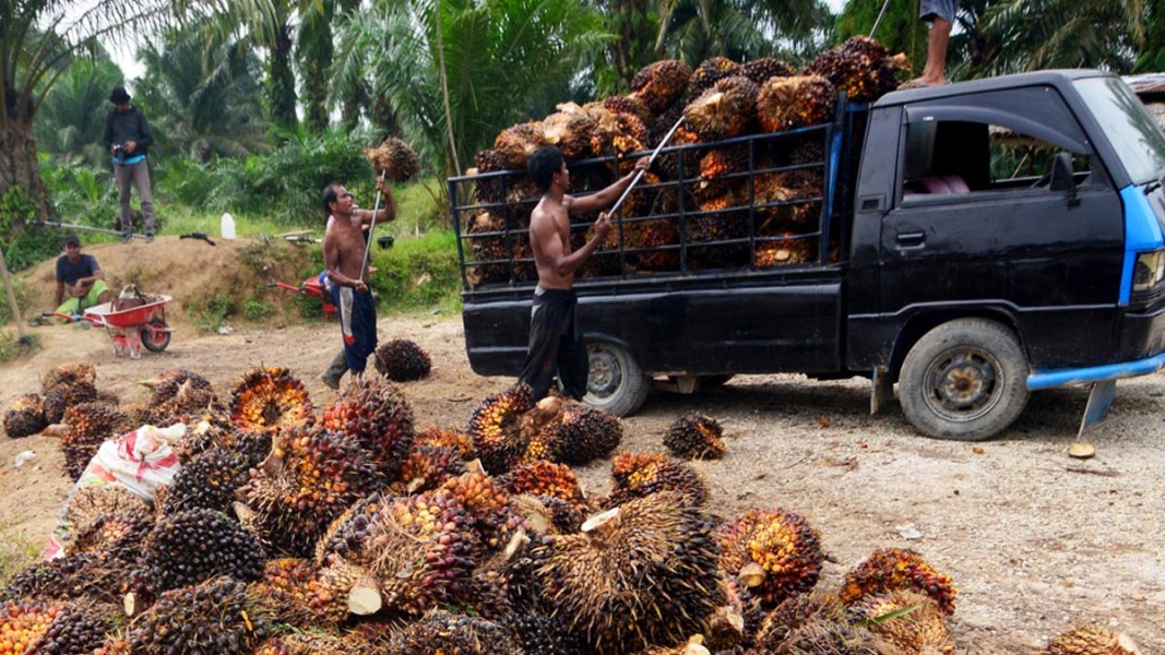 Update Harga TBS Stabil Dorong Kesejahteraan Petani Kelapa Sawit Riau