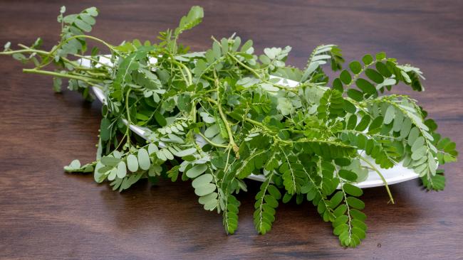 Rahasia Mengolah Daun Meniran yang Sering Diabaikan Orang