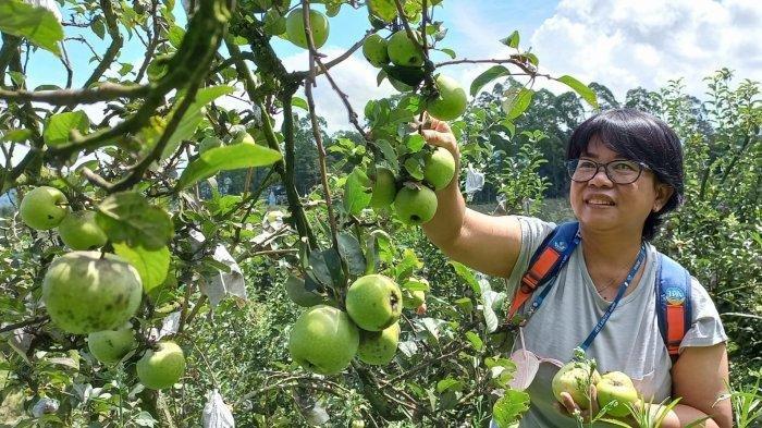 Wisata Petik Buah Seru di Malang