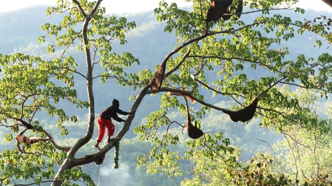Mengenal Lebih Dekat Madu Hutan Asli, Si Cairan Emas Penopang Kesehatan Tubuh