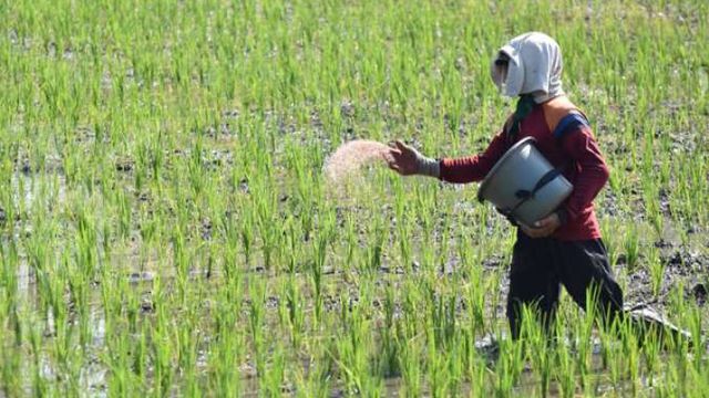 Petani Brebes Rasakan Hasil Melimpah dari Pemupukan Berimbang