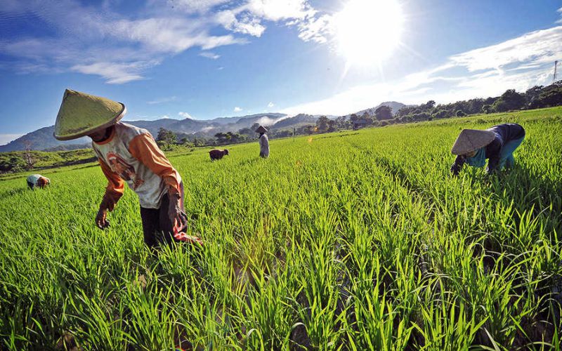 Bulog Sulutgo Bersama Perpadi Tingkatkan Serapan Beras Petani Lokal