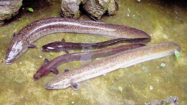 Kandungan Omega-3 Ikan Sidat Indonesia Disebut Lebih Unggul dari Ikan Dunia