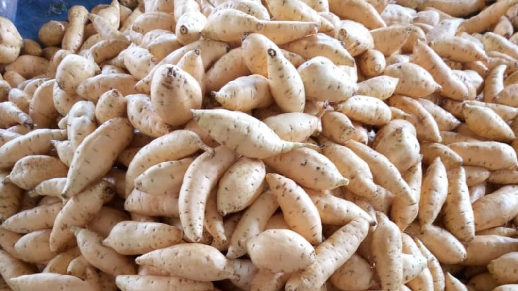 Teknik Persiapan Ubi Cilembu untuk Hasil Kukusan Terbaik