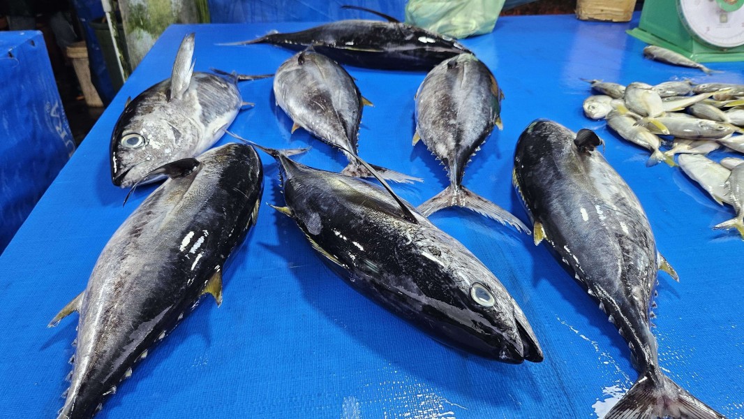 Ciri Ikan Busuk dan Cara Cek Kesegarannya