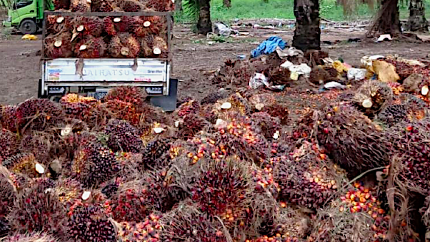 Update Harga TBS Plasma Riau: Penurunan Kecil, Dampak Signifikan untuk Petani