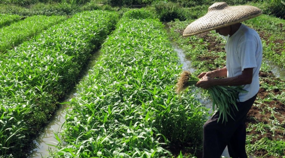 Pemerintah Provinsi NTB Waspadai Lonjakan Harga Kangkung Sebagai Menu Buka Puasa