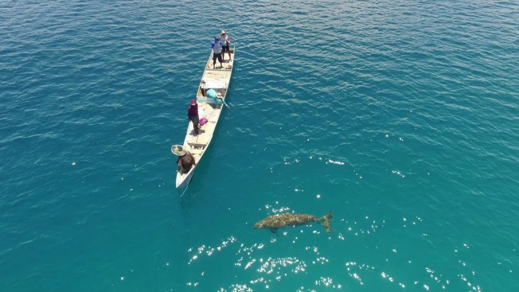 Bayi Dugong di Pantai Mali Bukti Sukses Konservasi Laut Alor