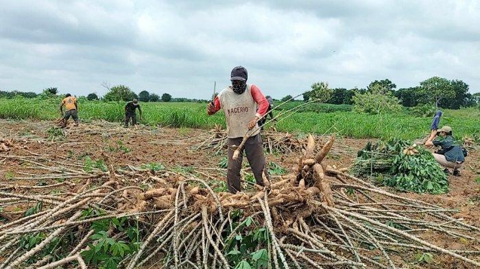 Petani Singkong Pati Bersama-sama Dorong Harga Panen Tetap Stabil