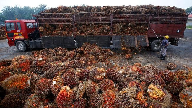 Harga Minyak Sawit Stabil, Peluang Pasar Semakin Terbuka