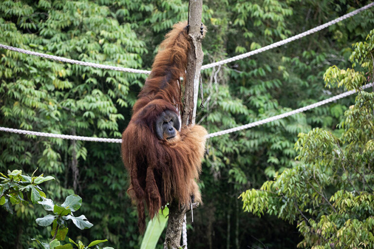 Pemkab Deliserdang Siapkan Orang Utan Haven Jadi Destinasi Wisata Edukasi Unggulan Sumatera Utara