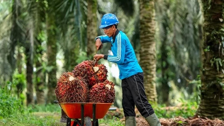 Perlindungan Petani Sawit Jadi Prioritas Nasional Demi Kesejahteraan Bersama