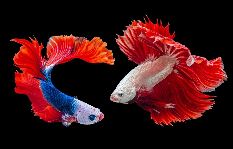8 Cara Merawat Ikan Cupang yang Penting untuk Dipahami