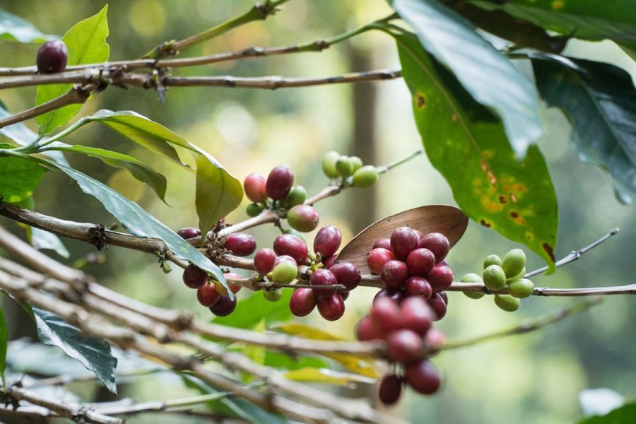 Jenis-jenis Kopi yang Populer di Indonesia serta Manfaatnya