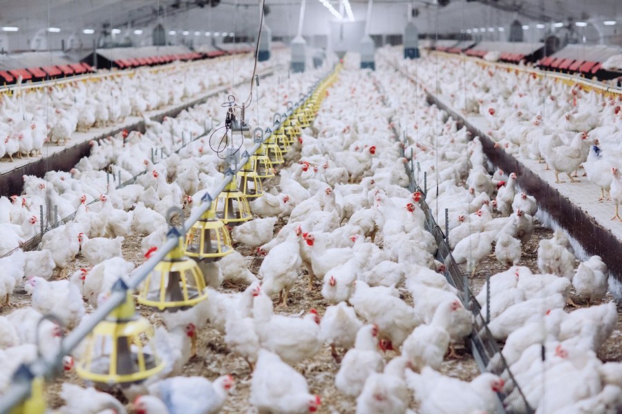 Pemerintah Siapkan Proyek Peternakan Ayam Rp20 Triliun Untuk Stabilkan Harga Makan Bergizi Tahun 2026