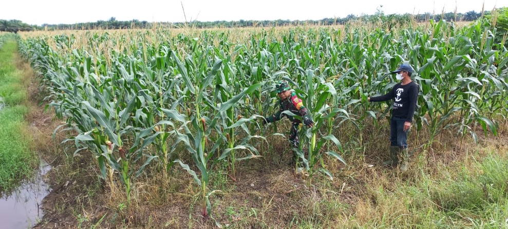 Peningkatan Produktivitas Pertanian: Petani Bukit Pinang Terima Pendampingan Budidaya Jagung dari BSIP Kaltim