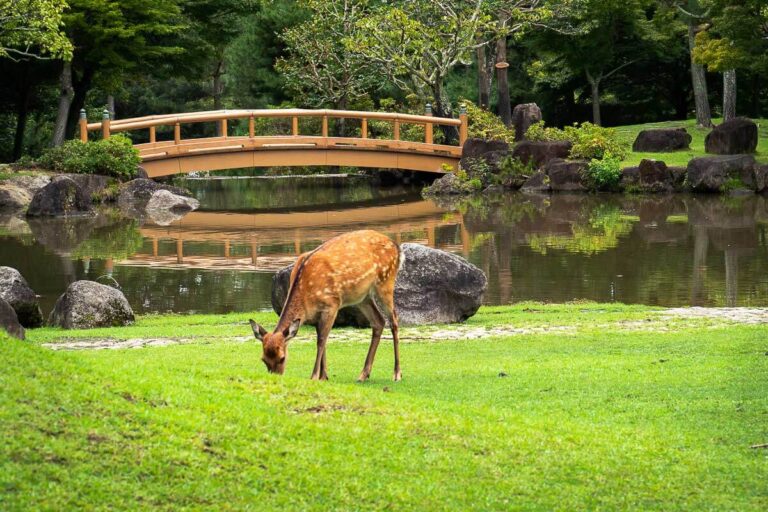 Agustus 2025 Seru di Jepang: Festival dan Destinasi