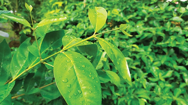 Khasiat Daun Salam Bisa Mencegah Kanker dan Menjaga Kesehatan Tubuh