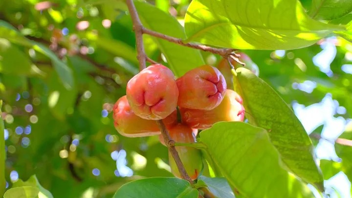 5 Tanaman Buah Tahan Genangan Air Cocok untuk Halaman Hujan