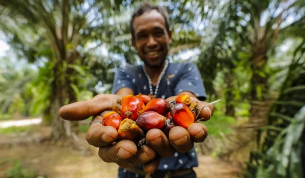 Pemanfaatan Biodiesel Tingkatkan Stabilitas Harga Sawit Nasional