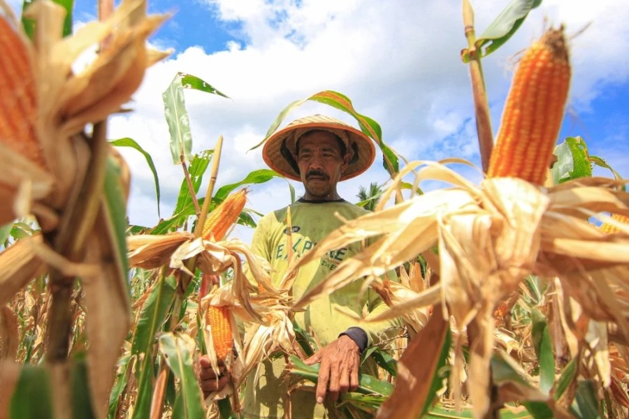 Jagung Petani Gayo Diserap Bulog Dukung Program Ketahanan Pangan
