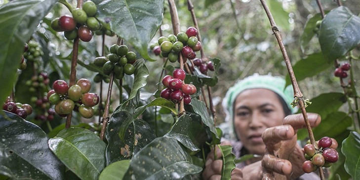 Keistimewaan Kopi Kintamani Bawa Harapan Baru bagi Petani Lokal